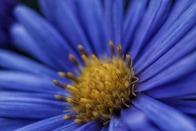 Close-up of purple flower