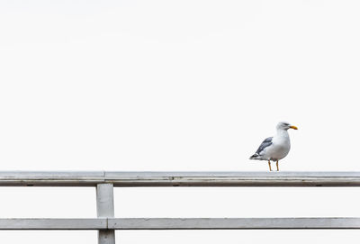 Low angle view of seagull perching on railing