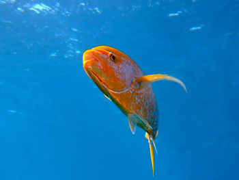 Close-up of fish swimming in sea