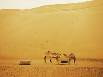 Camels standing at desert