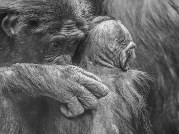 Close-up of a monkey