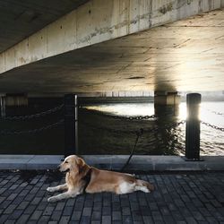 Dog on pier by river