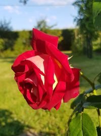 Close-up of red rose flower on field