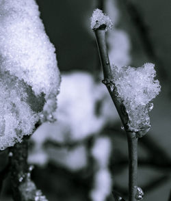 Close-up of water drops on fresh flower