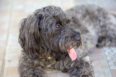 Close-up of a dog looking away