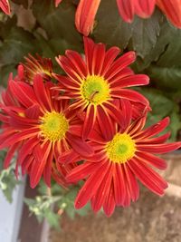 Close-up of red flower