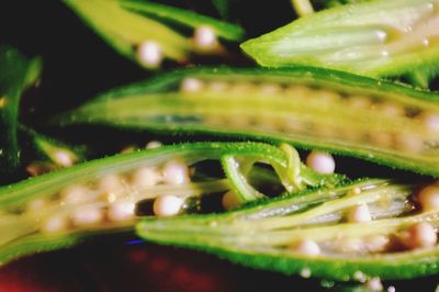 Close-up of leaves