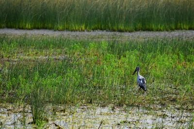 View of birds on grassy field