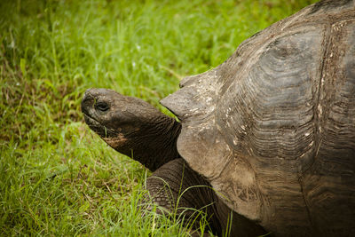 Close-up of turtle on field