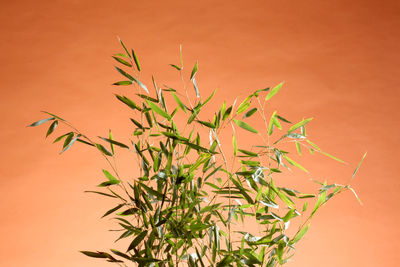 Close-up of plant against orange background