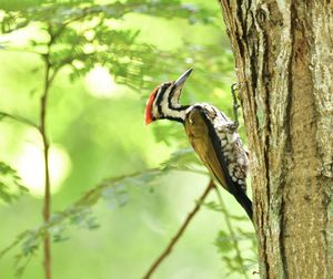 Close-up of bird perching on tree
