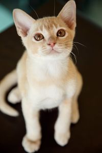 Close-up portrait of cat sitting