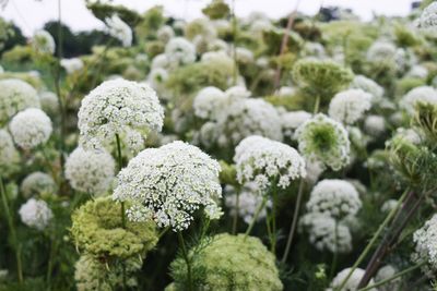 Close-up of white flowering plants on field