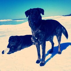 domestic animals