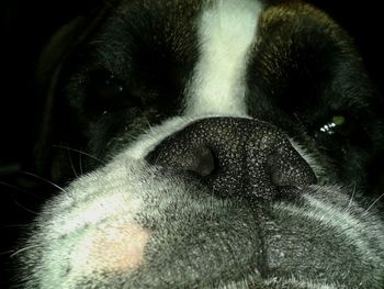 Close-up of dog