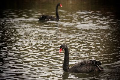 Black swan swimming in lake