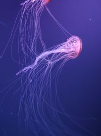 Close-up of jellyfish swimming in sea