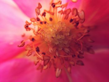 Close-up of pollen on pink flower