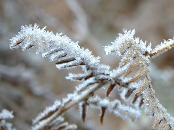 Close-up of frozen plant
