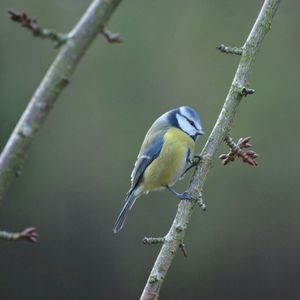 Bird perching on railing