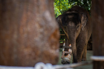 Elephant walking in zoo