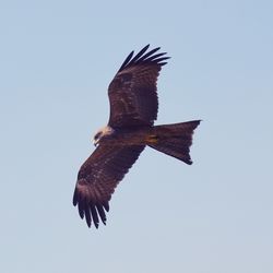 Low angle view of eagle flying against clear sky