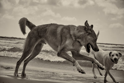 Side view of a dog running on beach