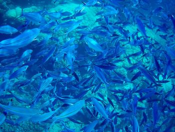 Full frame shot of fish swimming in sea