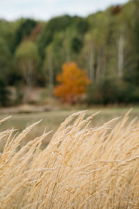 Close-up of crops on field