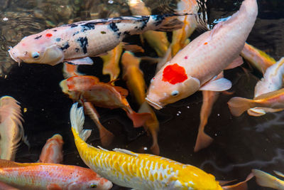 Beautiful koi