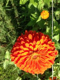 Close-up of red flower blooming outdoors