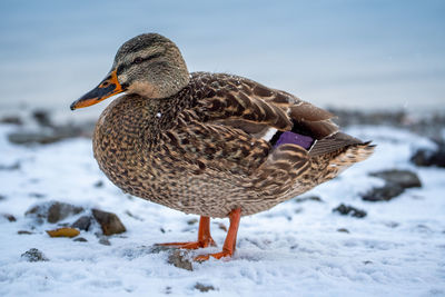 Duck on snow