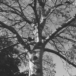 Low angle view of bare trees against sky