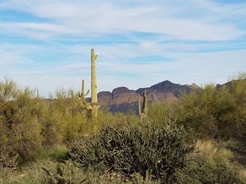 Cactus in desert against sky