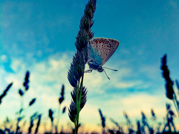 Low angle view of butterfly on blue sky