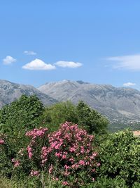 Scenic view of flowering plants against sky