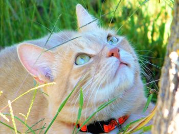 Close-up portrait of cat