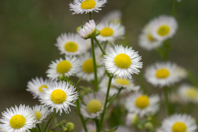 Close-up of yellow flowers blooming outdoors