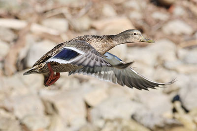 Close-up of duck flying 