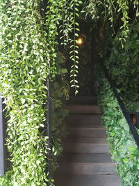 Staircase amidst trees and plants