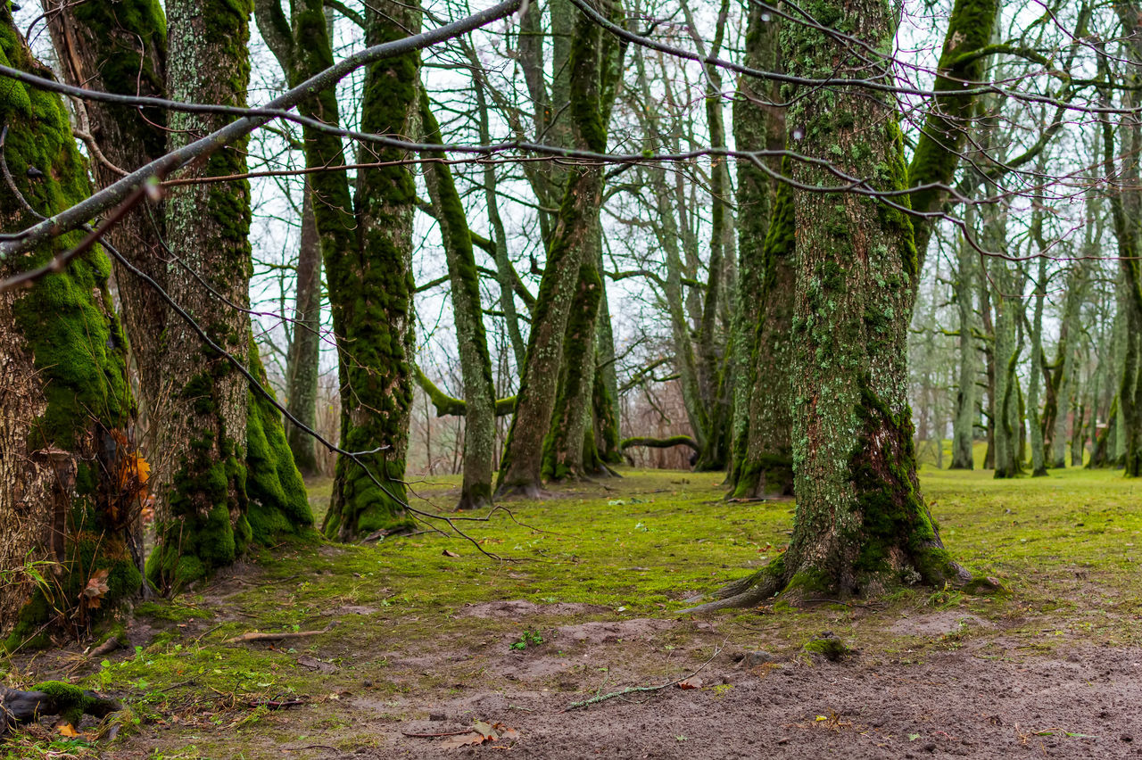 TREES ALONG PLANTS IN FOREST