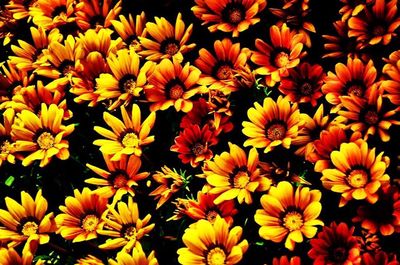 Full frame shot of yellow flowers