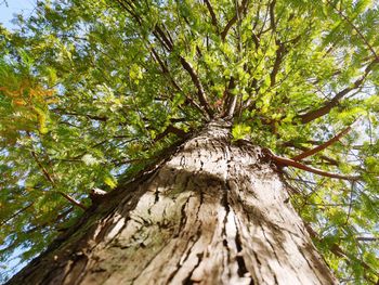 Low angle view of tree trunk in forest