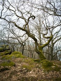 Bare trees in forest