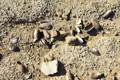 High angle view of shells on sand