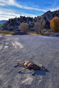 Dead white-tailed or mule doe deer hit by a car lying killed roadside, sad roadkill utah. usa.