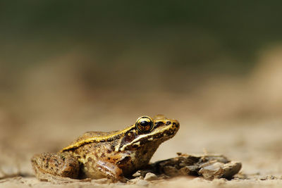 Close-up of frog on rock