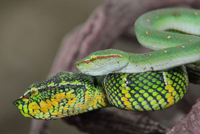 Close-up of lizard