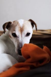 Close-up of dog on bed at home