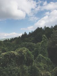 Scenic view of forest against sky